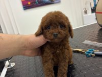 Özel Kore Kan Toy Poodle Mini Boy Bebek Surat