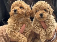 Kıvırcık Kıvırcık Maltipoo Yavrularımız