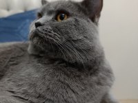 British shorthair kedimize yuva arıyoruz