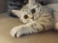 Silver Tabby British Shorthair