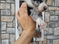 Border Collie Köpeğimiz Antalya