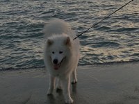 16 Aylık Dişi Samoyed
