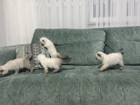 2 aylık BLUE POİNT yavrularımız sahiplendirilecektir