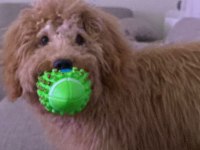 5 Aylık Toy Poodle Acil Sahiplendirme