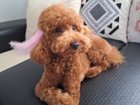 10 Aylık Dişi Toy Poodle İçin Sevgi Dolu Bir Yuva