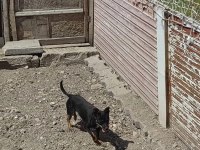 Dişi erkekli takım çok ufak olacaklar güzel köpekler