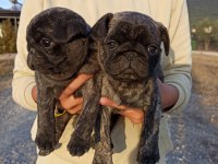 Safkan pug