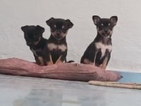 chihuahua