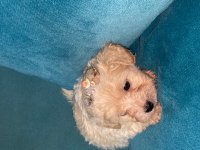 Teacup maltipoo yavrularımız