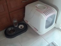 ÜCRETSİZ - Scottish Fold ve Bombay Kırması Bal Gözlü