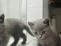 Scottish fold ve british yavrular