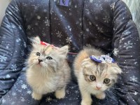 Scottish fold kedim sağlıklıdır eğitimleri tamdır
