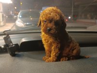 Mikro Toy Poodle