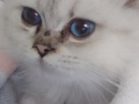 Oğluma yeni yuva arıyorum british longhair