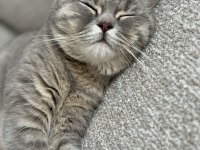 British shorthair kedimize eşleştirmek için erkek arıyoruz