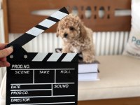 Show kalite Tea cuo kore maltipoo yavrumuz