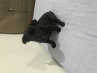 Yavru chihuahua