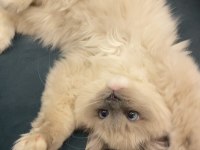 Erkek ragdoll kedime eş arıyorum