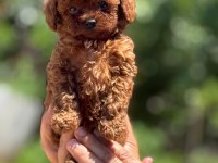 Büyümeyen korsa POODLE bebeklerimiz