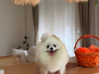 1 yaşında dişi üst kalite part color pomeranian