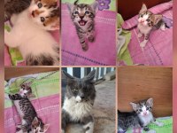 YAVRU KEDİLERİMİ ÜCRETSİZ SAHİPLENDİRİYORUM