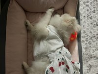 Dişi pomeranian sivri surat