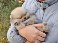 Pomeranian Boo Teddy Bear Köpeklerimiz