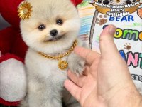 ANTALYA ORJİNAL POMERANİAN BOO YAVRULAR GEL GÖR AL