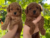 Kore ve toy poodle yavruları