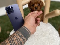 Orjinal Poodle Köpekleri