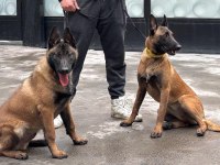 KÖPEKLER ÇOK ACİL SAHİPLENDİRİLMESİ GEREKİYOR