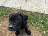 Cane Corso Safkan Yavru