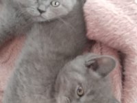 Yavrularımız çok güzel saf ırktır scottish fold