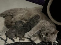 2 YAVRU KEDİM VAR İLK GELENLER SAHİPLENİR