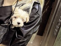 İstanbul içi sahiplendirilecek maltipoo