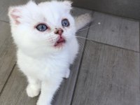 Safkan Scottish fold dişi mavi gözlü kedimiz