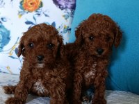 Toy poodle yavrularımız