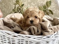 Kore maltipoo yavruları