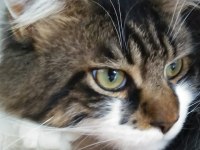 Main Coon Erkek Kedimiz