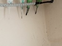 Yeni muhabbet kuşu yavrular
