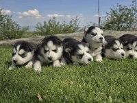 Safkan Husky Minikler