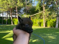 Malinois bebekler yeni yuvalarını bekliyorlar