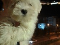 Erkek Kore maltese