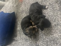 4 tane yorkshire terrier