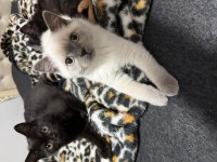 British Colorpoint Shorthair