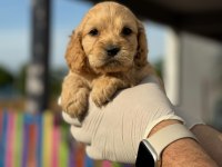 Maltipoo Yavrularımızı Canlı Görerek Alabilirsiniz