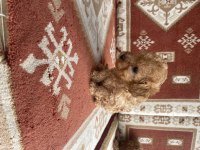 Orijinal Toy Poodle Bebekler Evde Doğdu