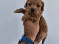 Maltipoo Köpeğimiz