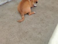 2 aylık 2 adet erkek chihuahua yavruları