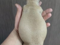 Uyguna kaliteli fawn dişi french bulldog